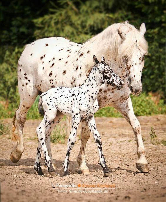 Appaloosa Horse Breeders